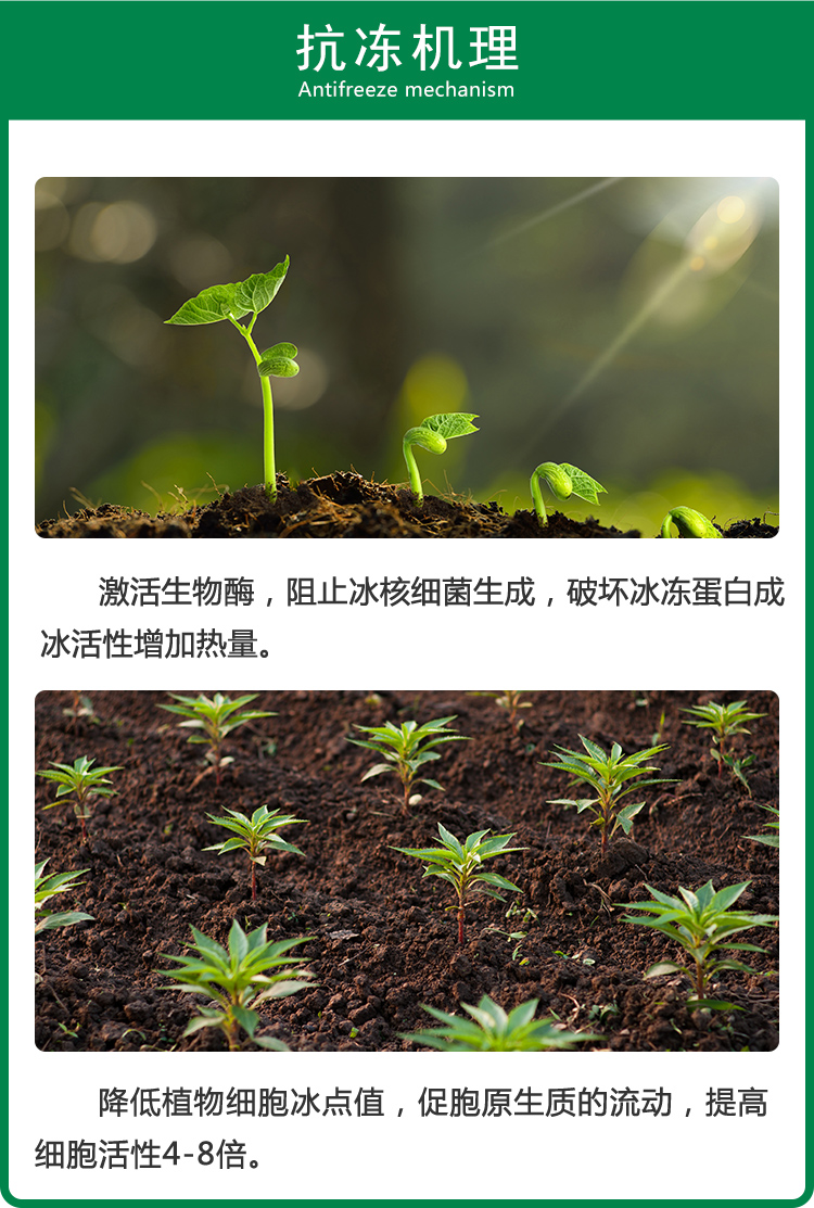 抗凍機理